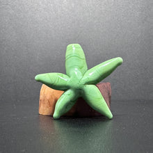 Starfish, Sea Star, Star Fish, Green Star Fish